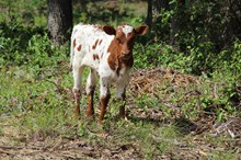 Awesome Jaynie calf